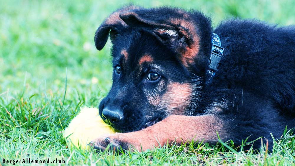 Pourquoi mon chiot fait que se gratter ?