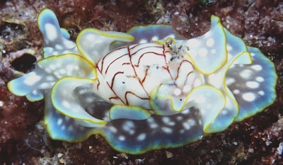 最も美しいウミウシ コンシボリガイ 透明な体に貝殻を背負う N ミライノシテン