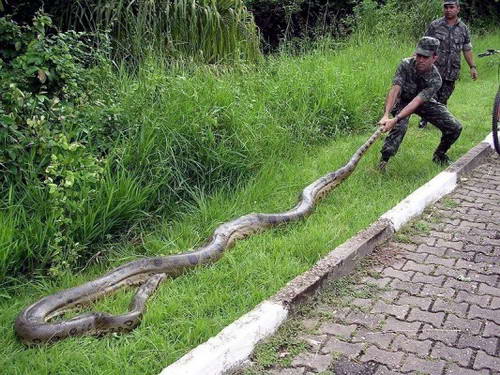 foto hewan - gambar ular besar di dunia