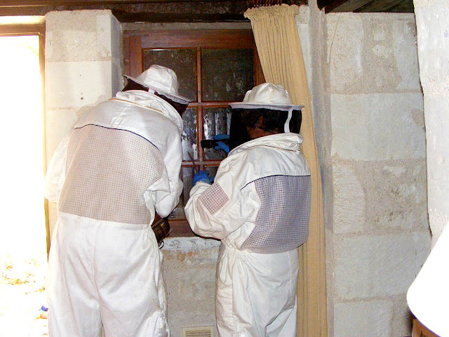 Beekeepers rescuing a feral colony, Indre et Loire, France. Photo by Loire Valley Time Travel. Beekeepers rescuing a feral colony, Indre et Loire, France. Photo by Loire Valley Time Travel.