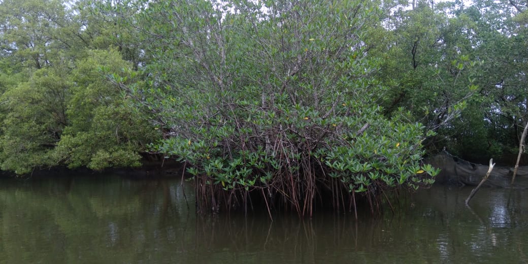 Akar Tunjang Dan Akar Nafas Tumbuhan Mangrove