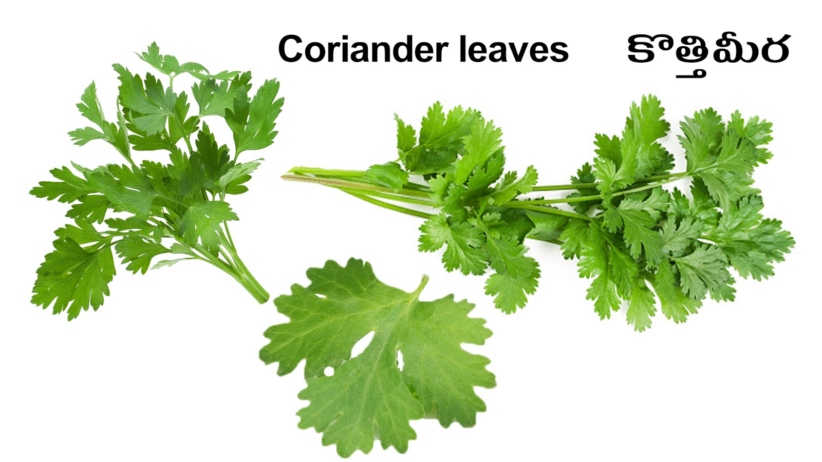 VEGETABLES Kooragaayalu PICTURE DICTIONARY ENGLISH AND TELUGU