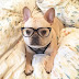 15 Things To Never Say To A French Bulldog