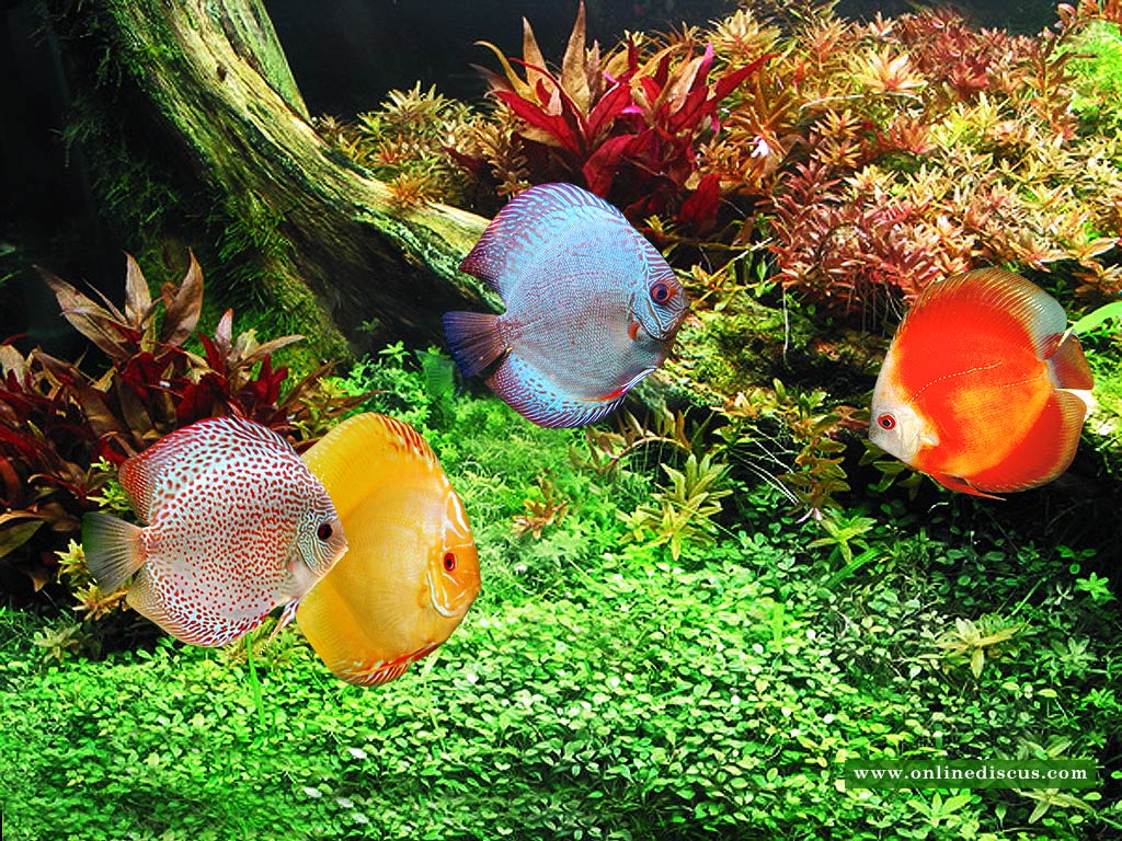 Deal with pets: Discus fish like clean water and a quality diet