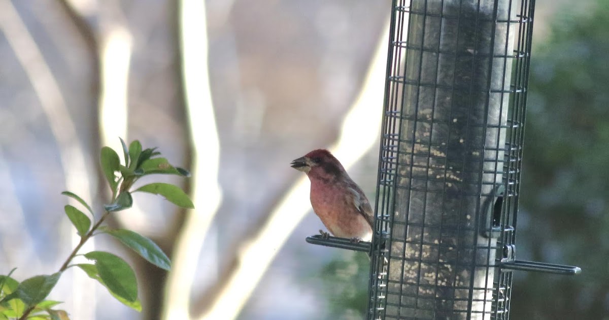 Photographicbirdlistomania Wilmington Birds (0607Jan2021)