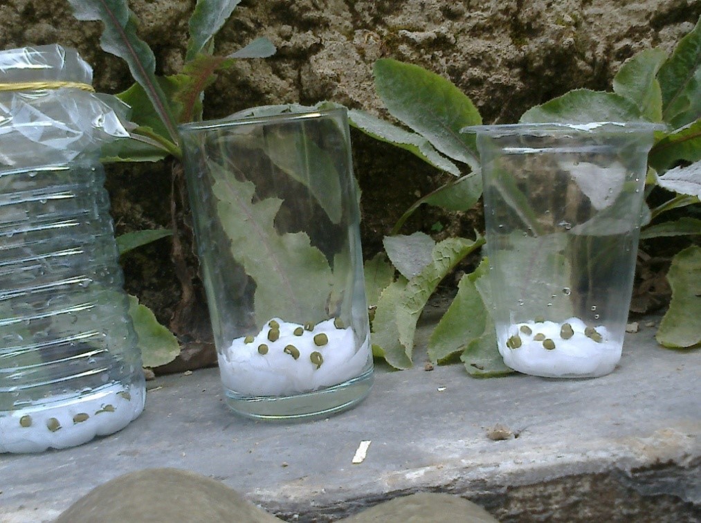 Pertumbuhan Biji Kacang Hijau Di Tempat Gelap Dan Terang