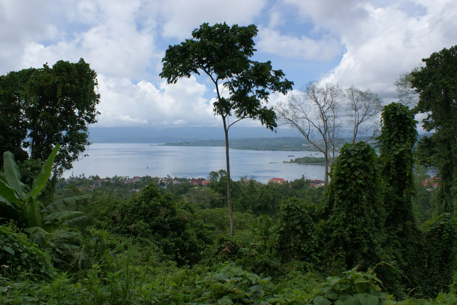 Wildlife and Naturelife Watch: Berwisata ke Hutan Gunung Meja Manokwari