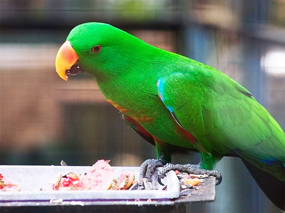 Eclectus Parrot More Popular Birds Kept in Captivity