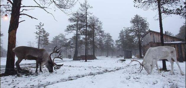 سيبيريا سيبيريا