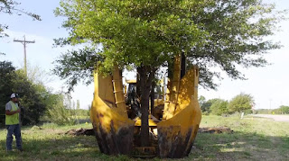 Cara memindahkan pohon besar