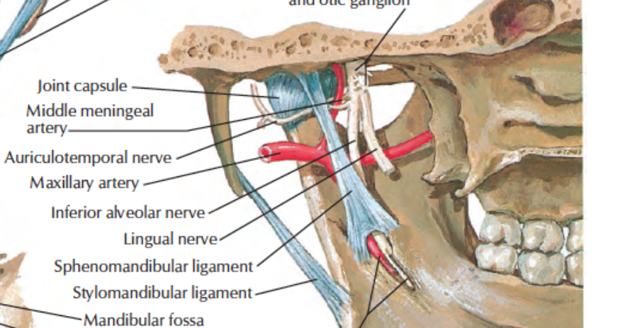 Head and Neck Anatomy Middle Meningeal Artery