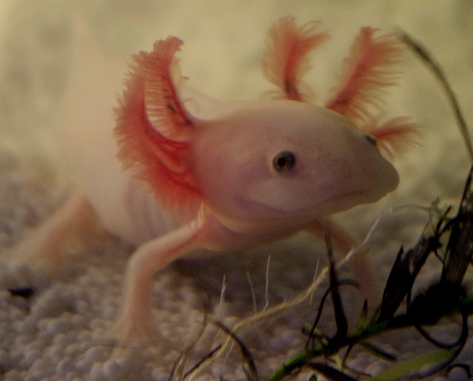 Axolotl