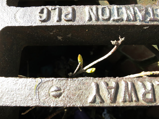 Leaf buds on sycamore tree in drain. April 11th 2013.