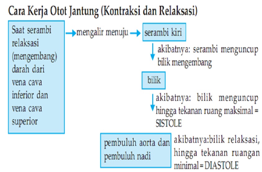 Alat-Alat Peredaran Darah SMA KLS XI ~ Biologi