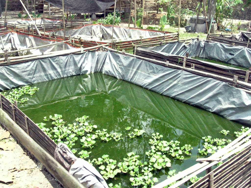 Cara Efektif Mengatasi Masalah Bioflok dalam Budidaya Lele Cara Efektif Mengatasi Masalah Bioflok dalam Budidaya Lele