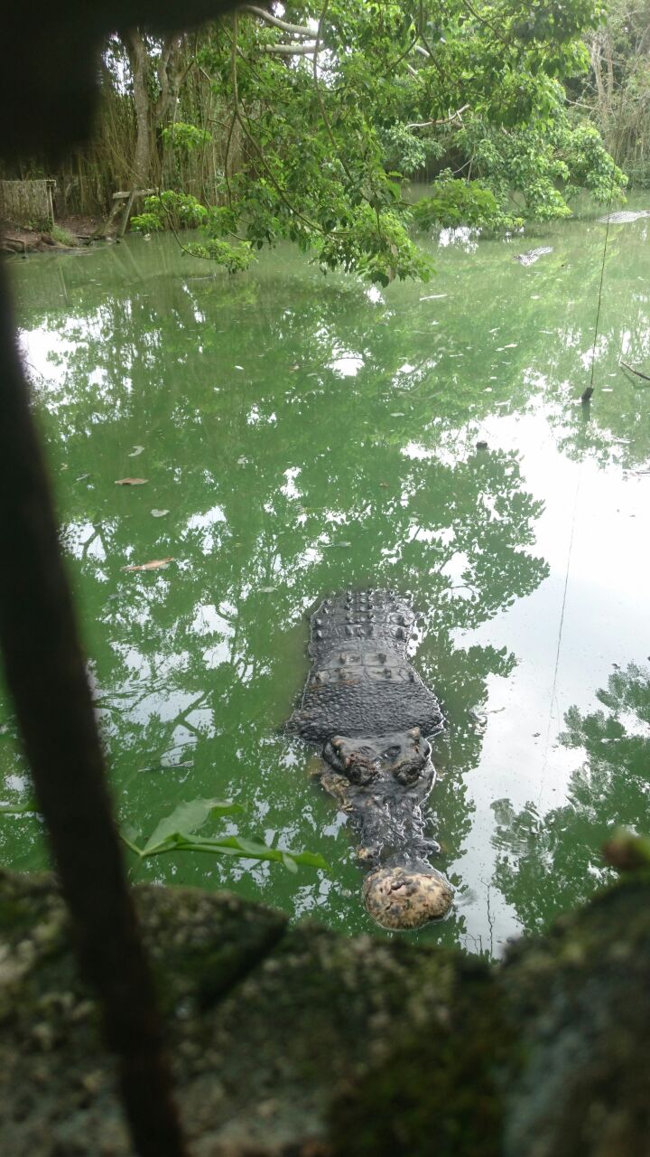 Review Tempat Wisata Penangkaran Buaya Teritip Balikpapan Review Tempat Wisata Penangkaran Buaya Teritip Balikpapan