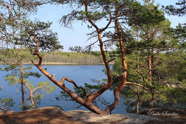 Käkkyräinen mänty