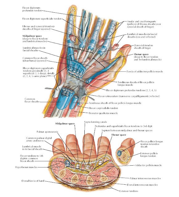 Bursae, Spaces, and Tendon Sheaths of Hand Anatomy