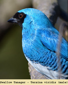 Birds of Brazil