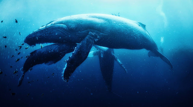5 Mahluk Penghuni Dasar Laut 5 Mahluk Penghuni Dasar Laut
