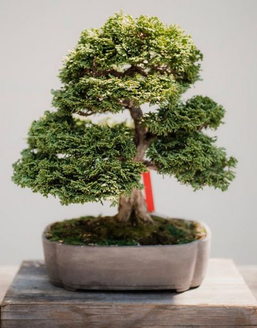 Bonsai Bonsai