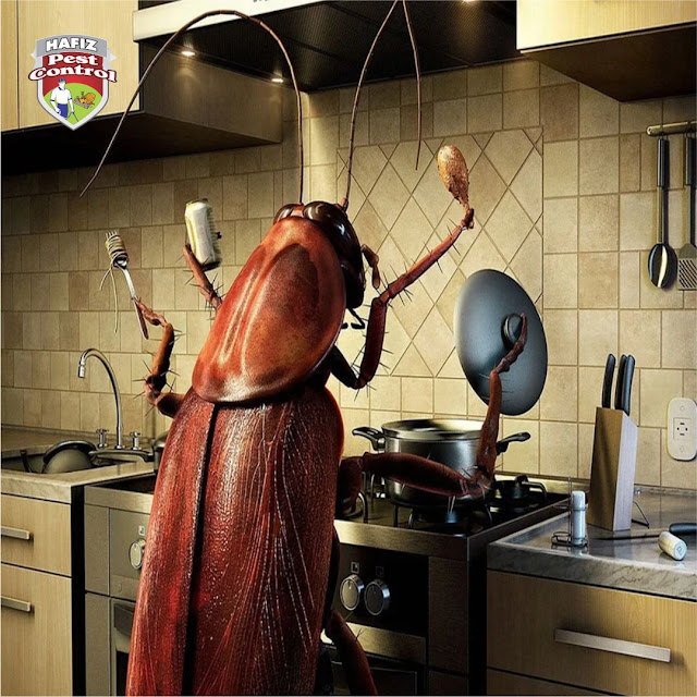 Best Prevention tips to keep cockroaches away from your home
