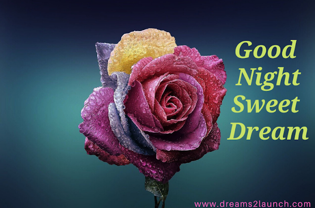 good night rose flower good night rose flower