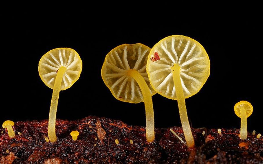 The Magical World of Mushrooms in Mind-Bending Photography of Steve Axford