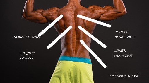 Trapezius Middle