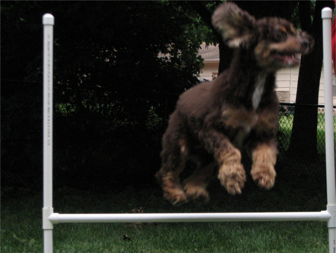 Recycled Rover DIY Custom Dog Jumps