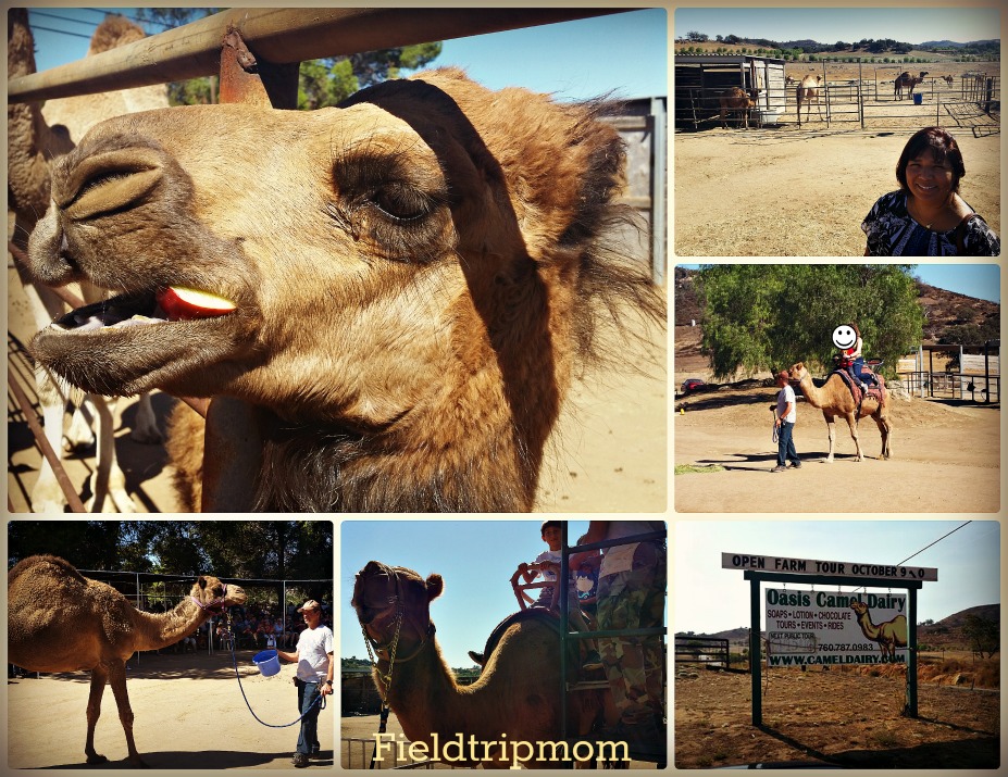 Field Trip Mom A family field trip to a camel farm in Southern