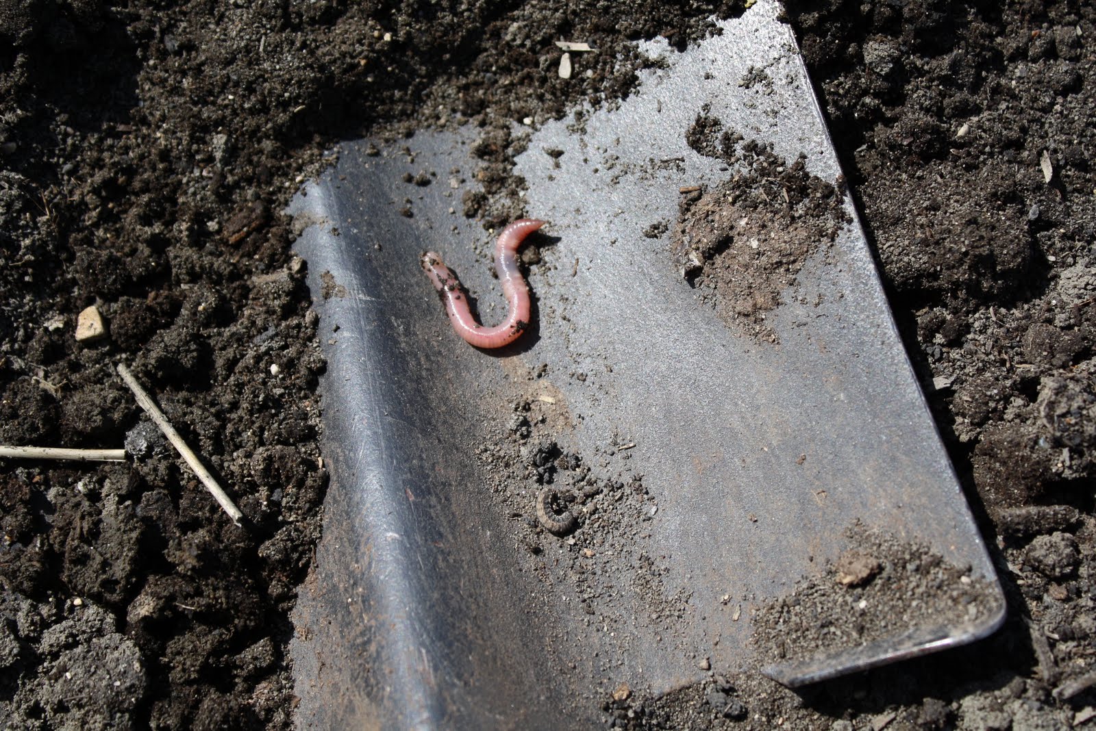 Are Earthworms Good For The Garden I Need New Things Good Garden Ideas Many Gardeners 