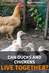 together chickens ducks murano farm