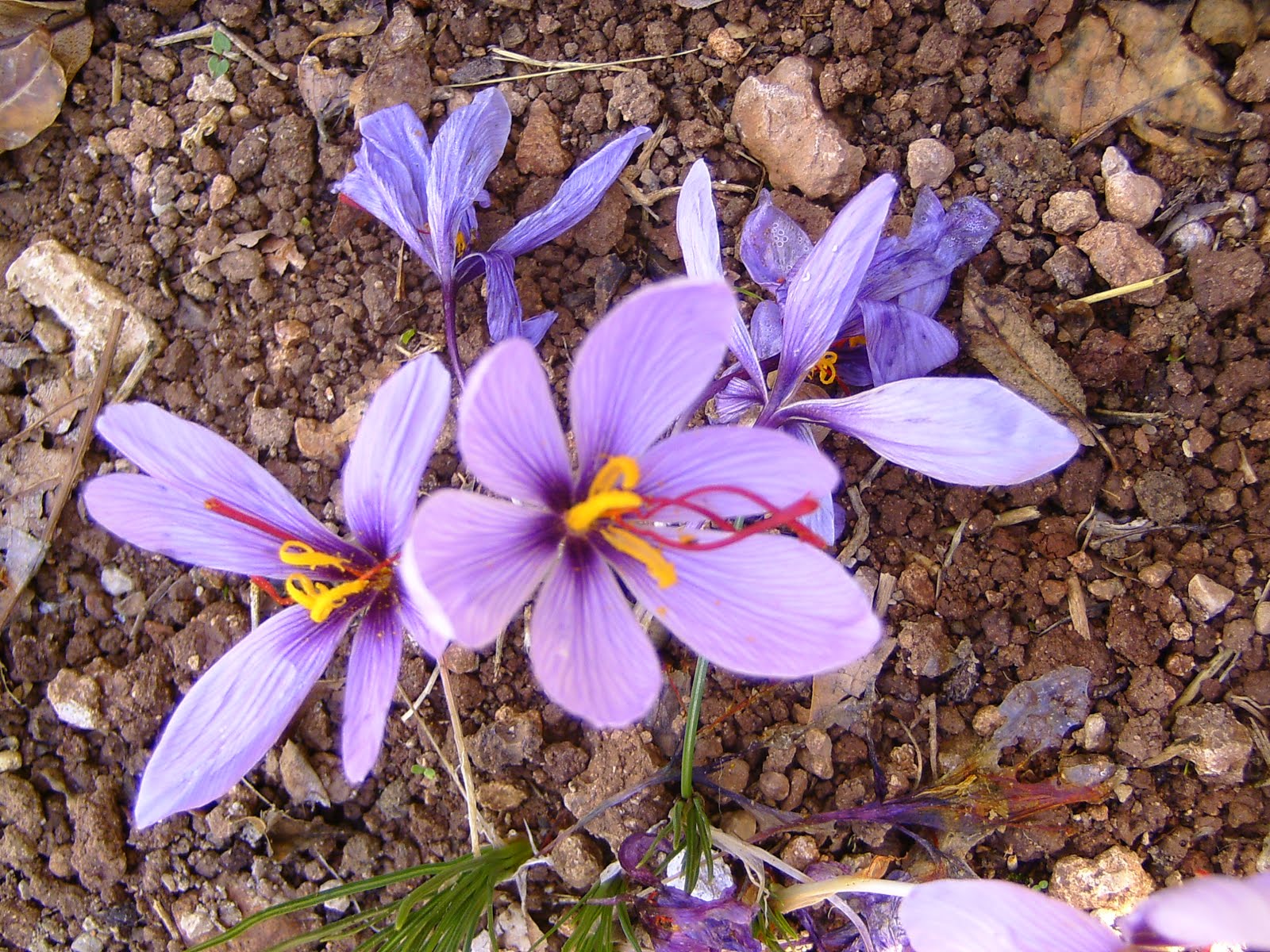 Saffron Harvest