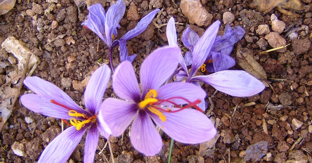Saffron Harvest