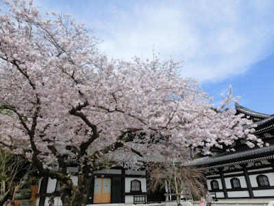  長谷寺の桜