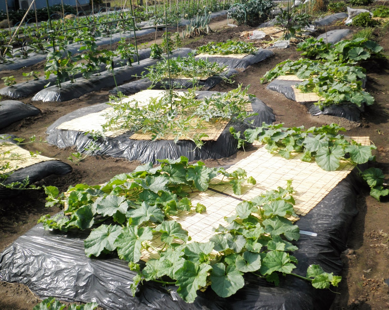 Japanese Vegetable Gardening Summer