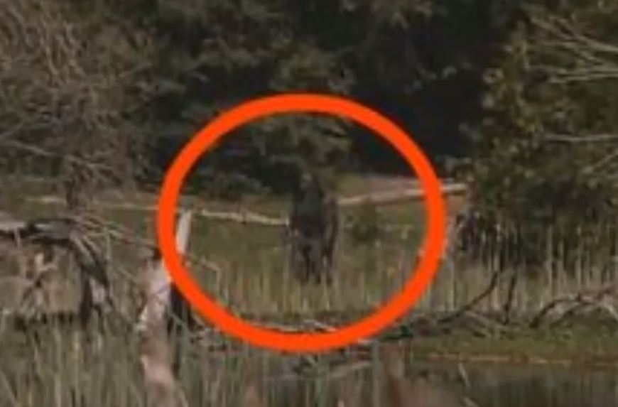 California Bigfoot Sightings