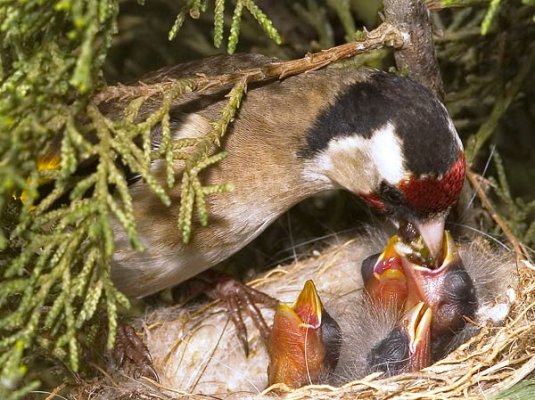 OriaVerde: Expolio de nidos de jilguero
