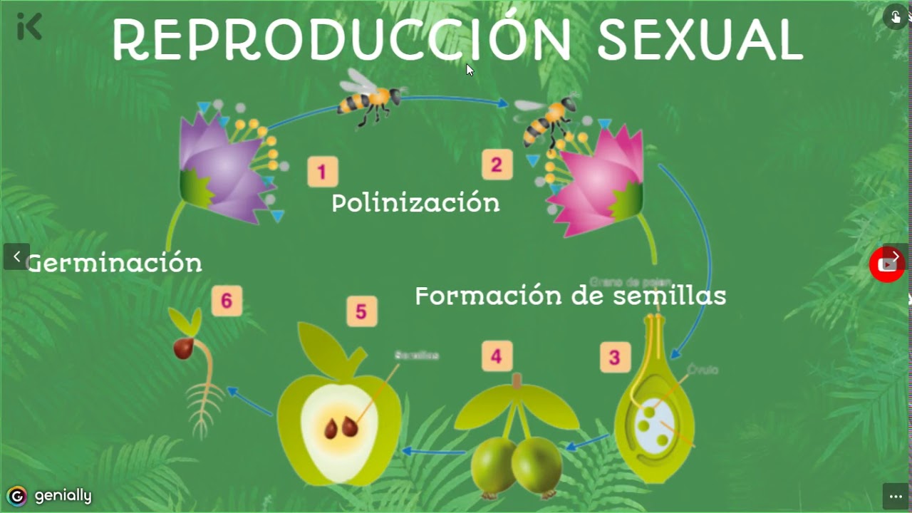 Servicios Integrales Del Agro ReproducciÓn Sexual De Plantas