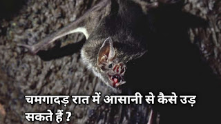 चमगादड़ रात में आसानी से कैसे उड़ सकते हैं ? चमगादड़ रात में आसानी से कैसे उड़ सकते हैं ?