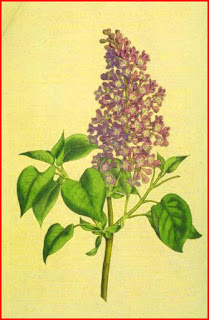 Use of Any Symbol in Whitman’s Poem When Lilacs Last in the Dooryard Bloom’d