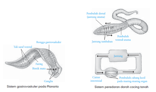 Sistem Sirkulasi cacing