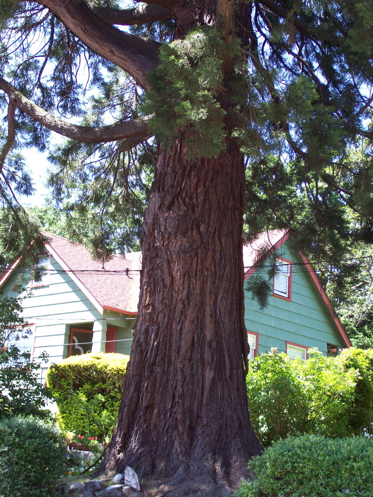 Vancouver Island Big Trees Urban Exotics Victoria's Giant Sequoias