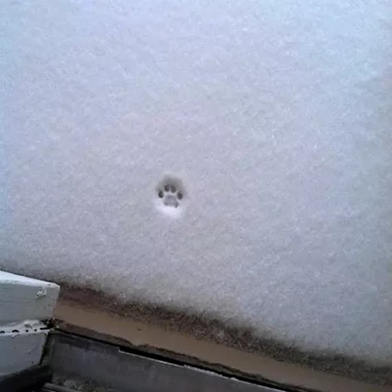 Pisada de gato en la nieve. Imágenes divertidas.