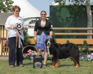 AKC  Berner Brag #2