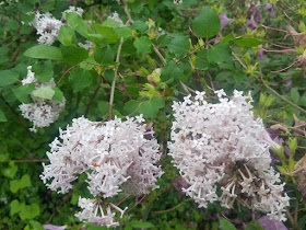 La Lorraine Notre Signature