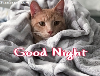 Top 101 Good Night Images || Best Good Night Images Top 101 Good Night Images || Best Good Night Images