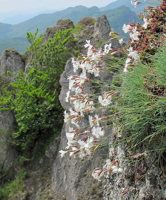 Goździk wczesny (Dianthus praecox).