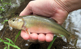 Chub fish, river fish, white river, michigan, manistee forest